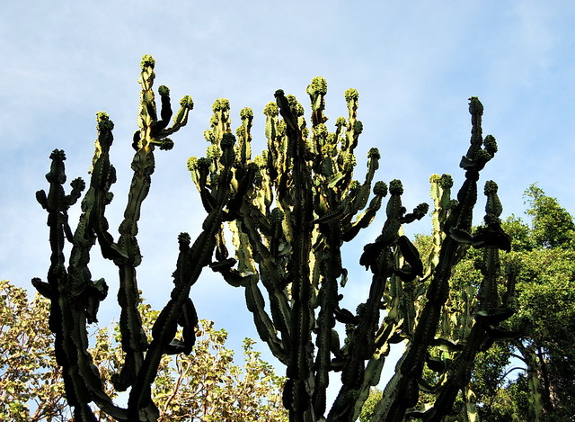 Madera, wielkie kaktusy