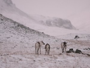 Droga nr 1, Islandia Wschodnia