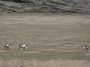 renifery, Islandia Wschodnia