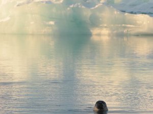 Jökulsárlón, Islandia Wschodnia