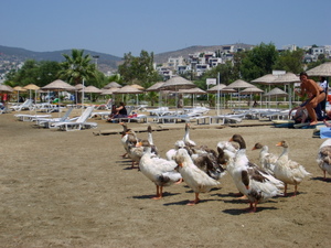 Turcja