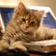 topcat ;)