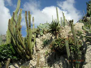 ogrod botaniczny w Monaco