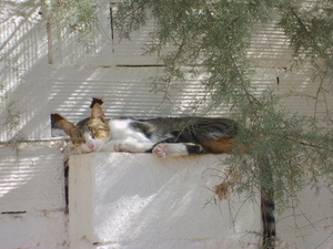 kocia siesta w Sousse