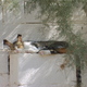 kocia siesta w Sousse