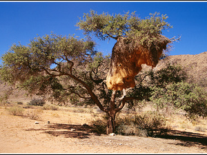 Namibia 250