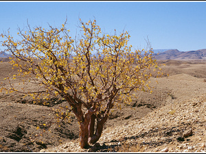 Namibia 386