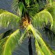 Oahu - Honolulu