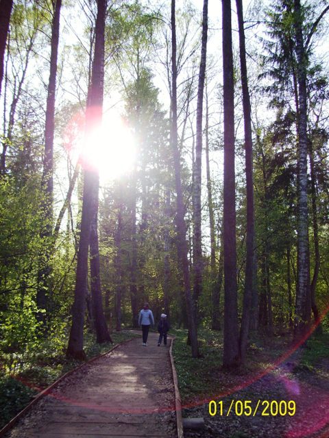 Bialowieza