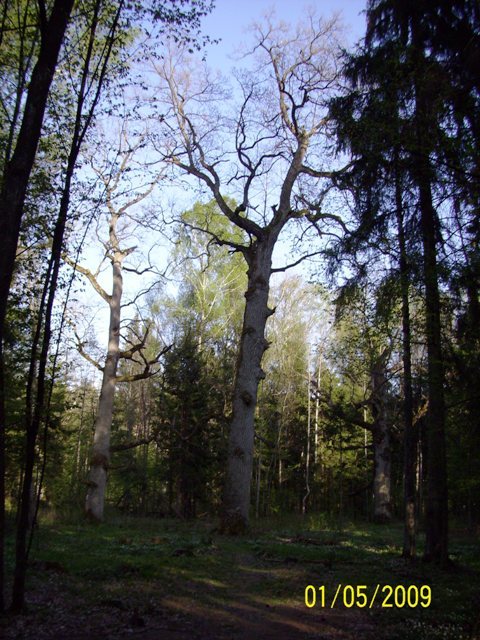 Bialowieza