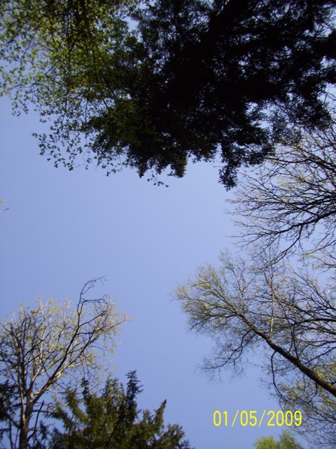 Bialowieza 