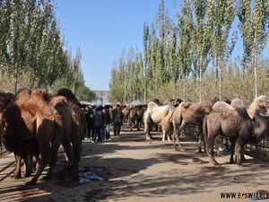 Dziesiątki wielbłądów na targu w Hotan