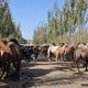 Dziesiątki wielbłądów na targu w Hotan