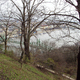 Dunaj zza drzew