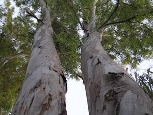 eukaliptusowe drzewa