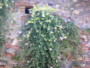 Castillo de Gibralfaro