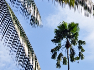 239456 - Kandy