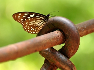 239558 - Sigiriya