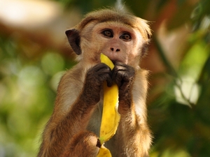 239562 - Sigiriya