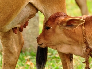 239676 - Anuradhapura