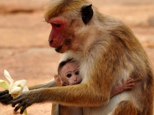 239714 - Anuradhapura