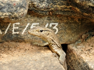 239729 - Polonnaruwa