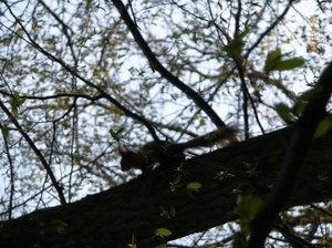 Wiewiórka w cieniu