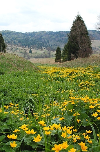 235bieszczady035