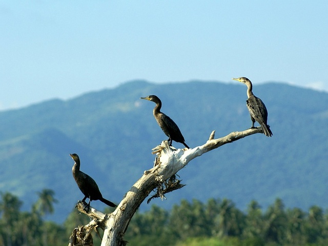 Barro de Coyuca kormorany Los Tres Amigos