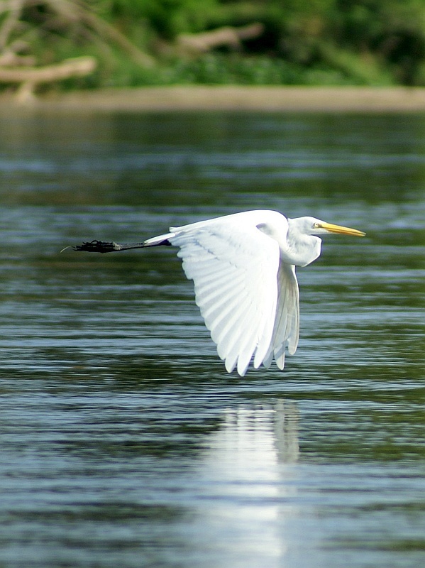 Laguna de Coyuca czapla w locie