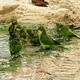 Zielone papużki z Santa Ponca