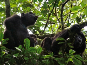 Szympansy w Kibale forest