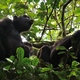 Szympansy w Kibale forest