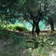Korfu, gaj oliwny na urwisku