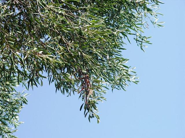 Korfu, nad leżakiem - oliwki (z cykadami)