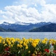 Weggis widok na Jezioro Czterech Kantonów i Alpy