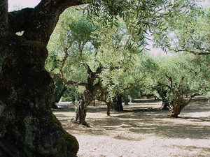 Zakynthos, stary oliwny gaj