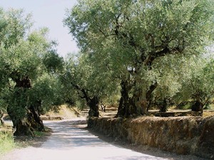 Zakynthos, stary oliwny gaj