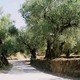 Zakynthos, stary oliwny gaj