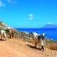 Leniwe kozy na greckim bezdrozu pn zach wybrzeze krety grecja sierpien 2005