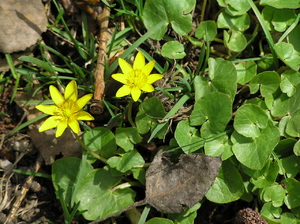 Odrobina wiosny