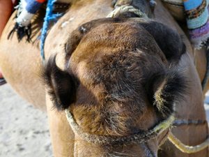 Sahara i  mój  kochany  dromader