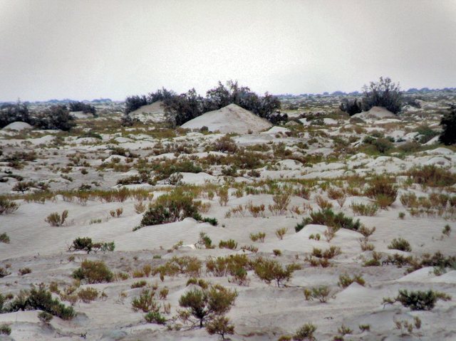 Sahara-słone  jezioro  Shot Djerid
