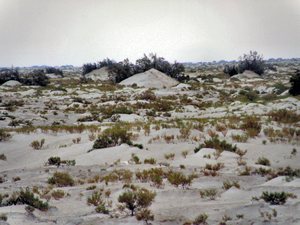 Sahara-słone  jezioro  Shot Djerid