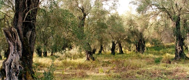 Korfu, w starym gaju oliwnym