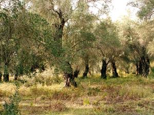 Korfu, w starym gaju oliwnym