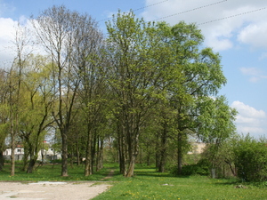pozostałości parku przy dworze