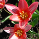 tulipany miniaturowe