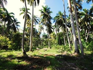 255588 - Baracoa REZERWAT W DOLINIE RZEKI TOA