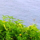 Maui